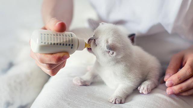 Gatito tomando leche en biberón casero
