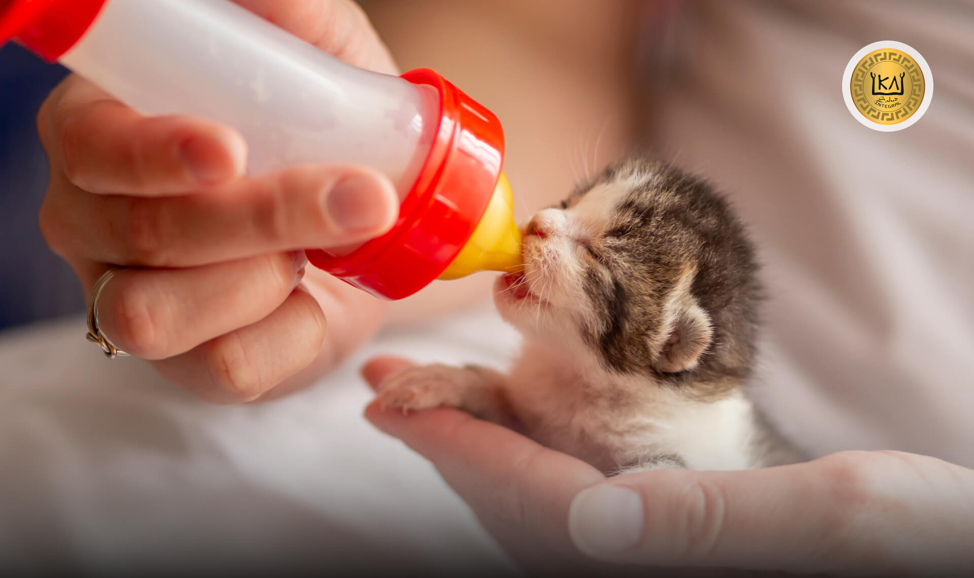 Gatitos recién nacidos tomando leche de biberón