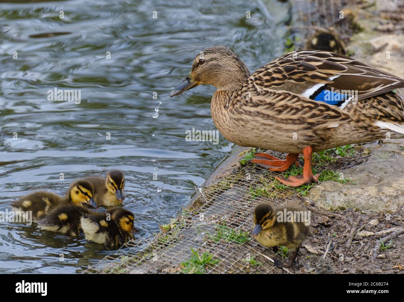 Imagen de patos anidando en un lago