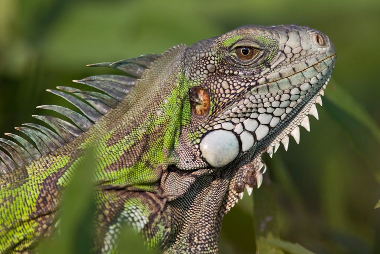 Iguana verde en hábitat natural en México