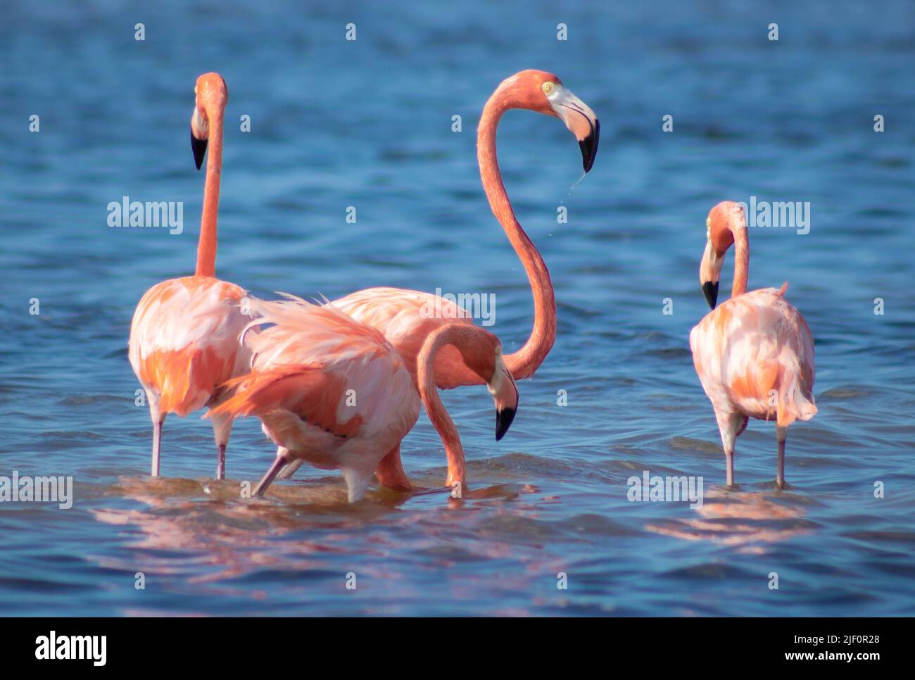 Flamencos alimentándose de camarones rosados en laguna