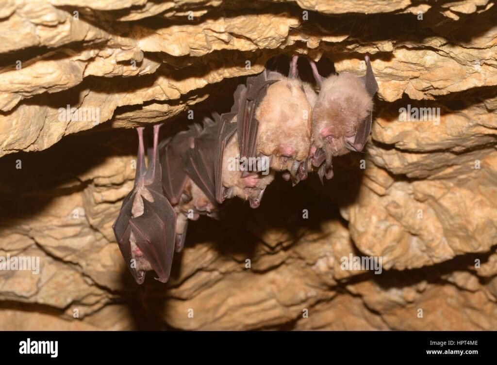 Dónde ver animales nocturnos en México 1 grupos de murcielagos durmiendo en la cueva menor raton orejudo myotis blythii y rhinolophus hipposideros menor horseshoe bat hpt4me