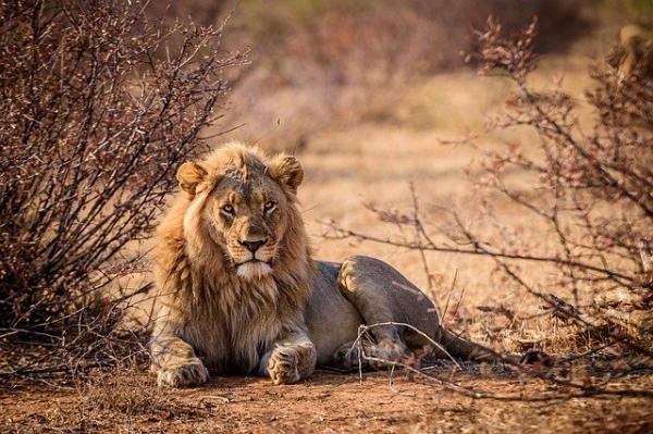 Zoológicos: Qué función cumplen en la conservación 1 habitat de los leones en africa 25471 1 600