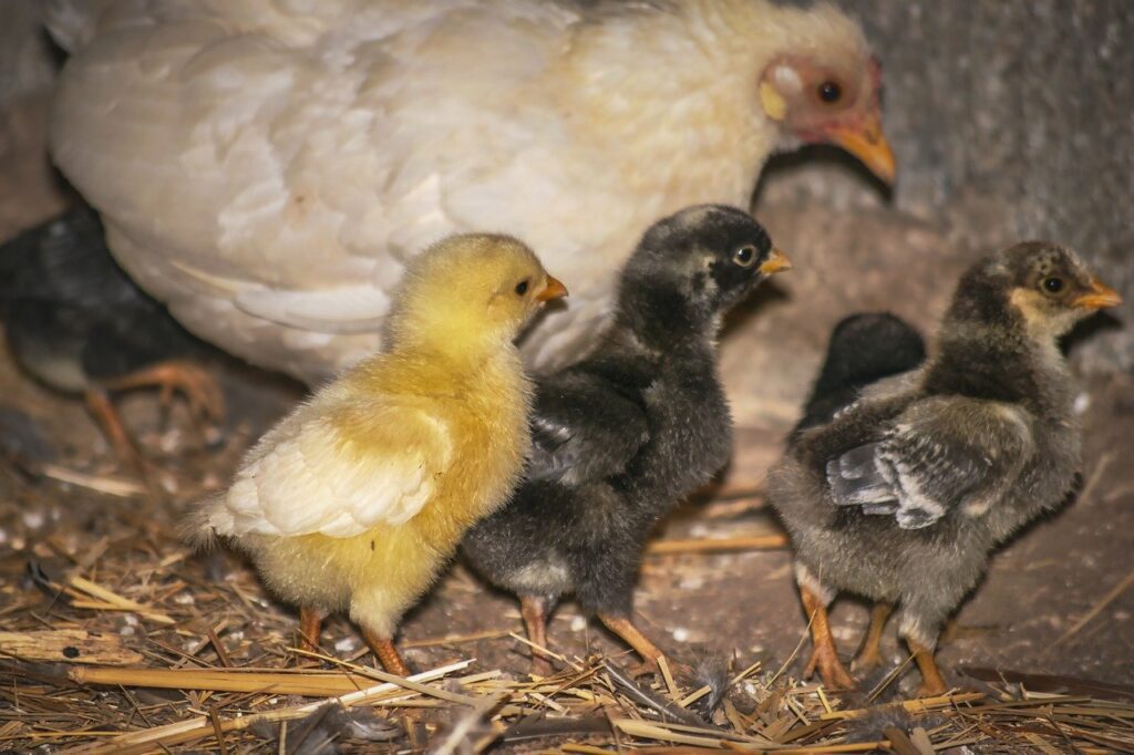 Cuántos pollitos puede tener una gallina 1 hen 7651259 1280