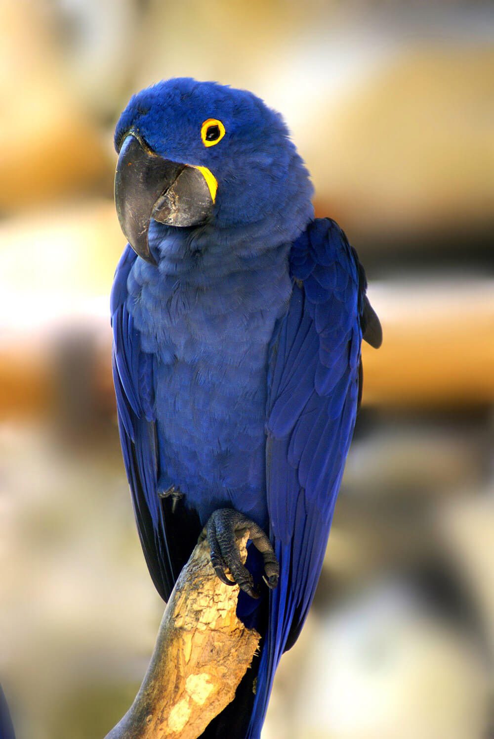 Cuántos guacamayos azules quedan en el mundo 2 Guacamayos azules en peligro de extinción