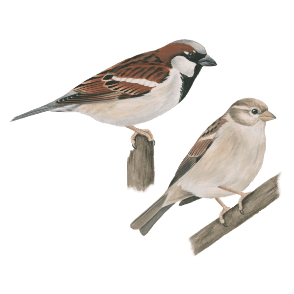 Qué aves viven en el Estado de México 1 house sparrow 600x600 1