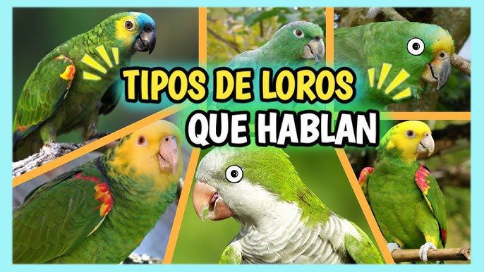 Cómo enseñar a hablar a un loro cabeza amarilla 1 hq720 3