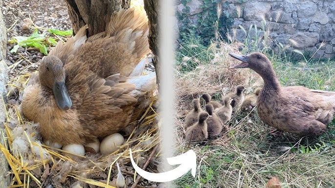 Pata de pato incubando huevos en nido