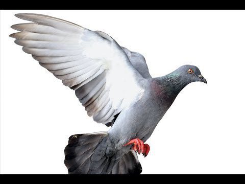 Cuánto tiempo viven las palomas mensajeras 3 Paloma mensajera en vuelo majestuoso