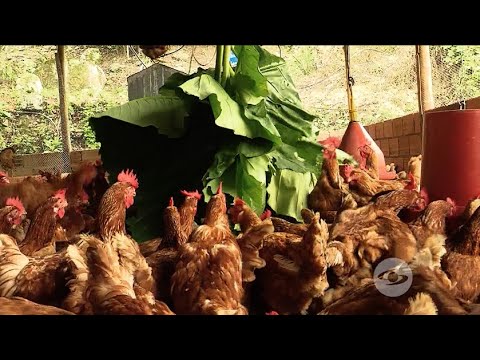 Cuántos gramos se come una gallina ponedora en el día 1 hqdefault 14