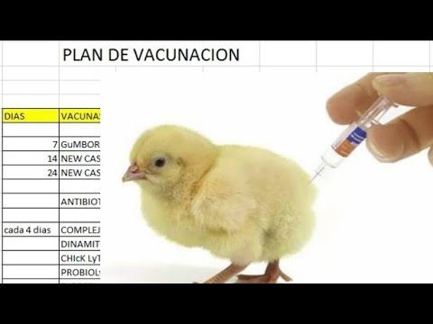 Pollo de engorde recibiendo vacuna preventiva