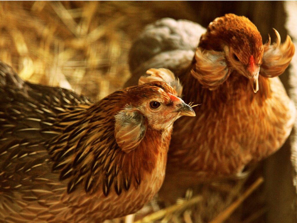 Gallina Araucana poniendo un huevo azul