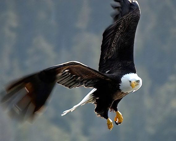 Águila volando por primera vez en libertad