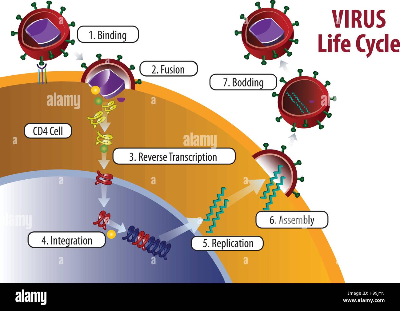 Ilustración del ciclo de vida del virus