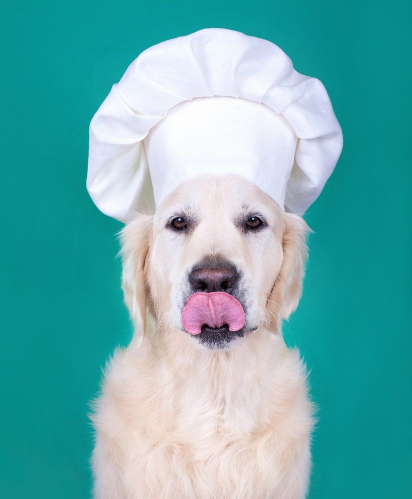 img recetas caseras perros