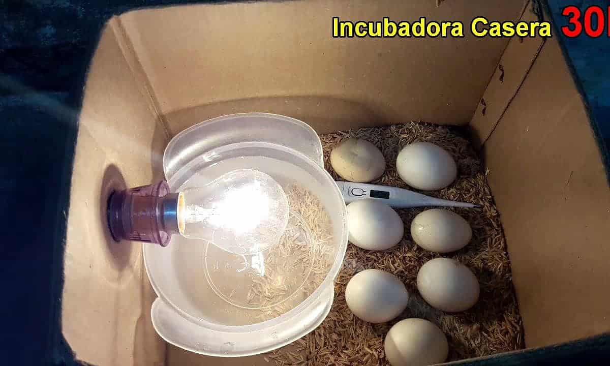 Imagen de mano colocando bombilla en incubadora