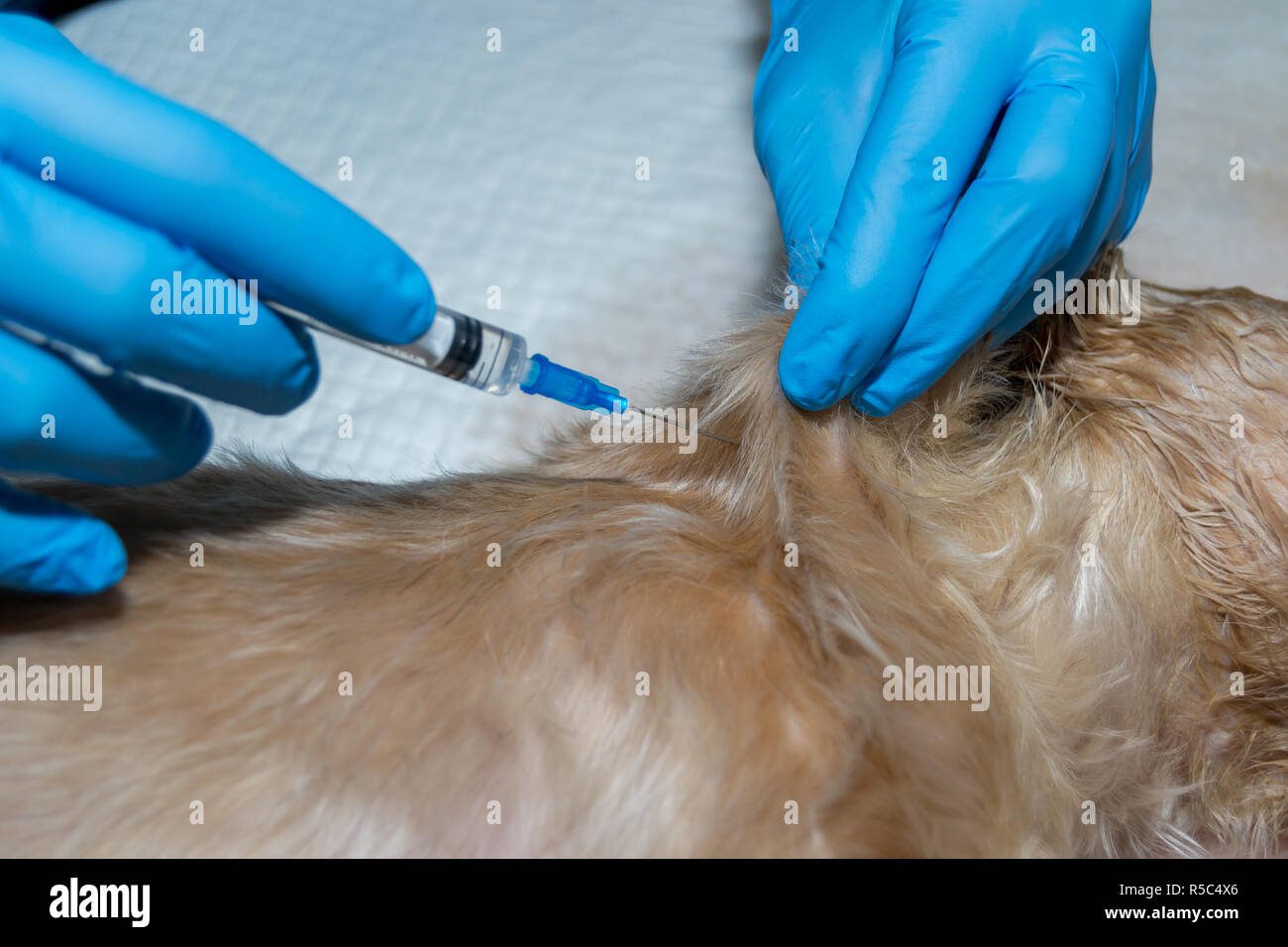 Imagen de veterinario aplicando inyección subcutánea en perro