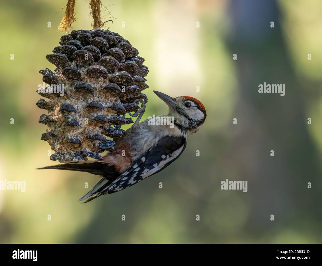 Pájaro carpintero comiendo bayas en el bosque