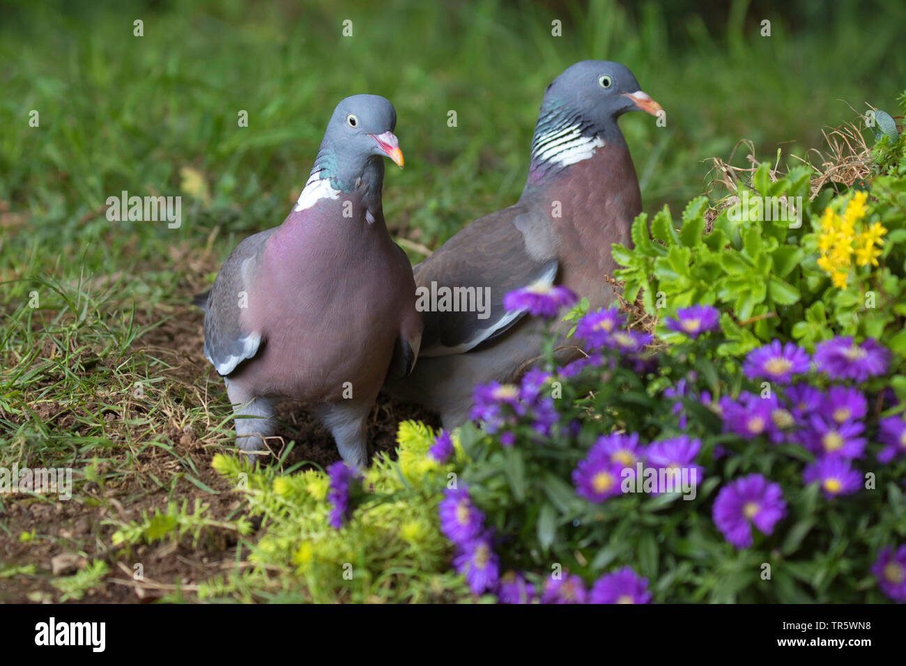 Palomas picoteando en un jardín florido