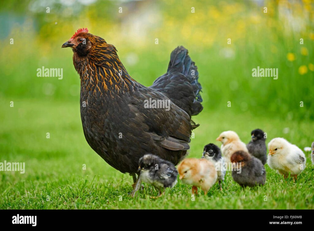 Cómo se juega a la gallina y sus polluelos 1 las gallinas gallus gallus f domestica gallina con pollitos domesticos en una pradera alemania fj60mb