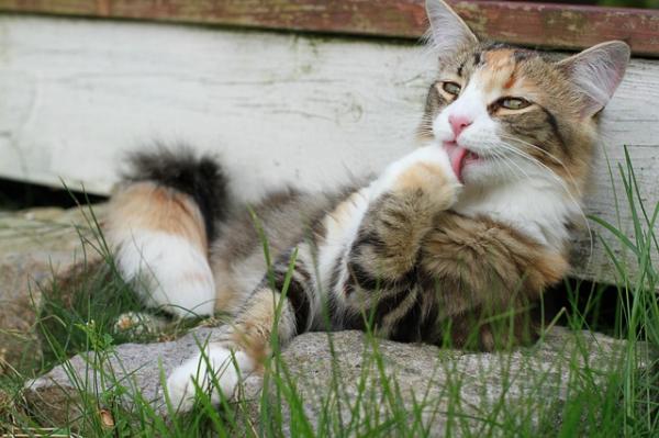 Por qué las gatas abandonan a sus crías recién nacidas 3 Gata con aspecto débil y desnutrida