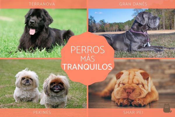 Perro de tamaño mediano en espacio adecuado