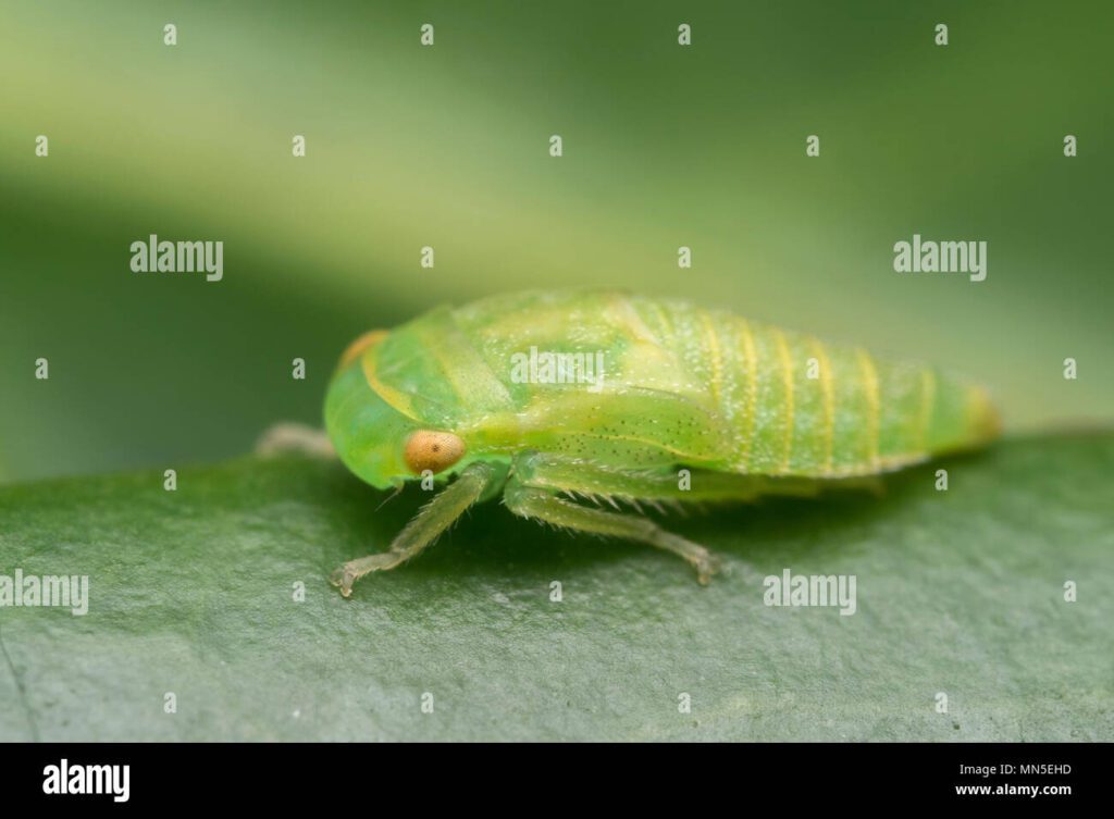 Cuántos años puede vivir una ninfa 1 leafhopper ninfa en la familia cicadellidae descansando en la hoja tipperary irlanda mn5ehd