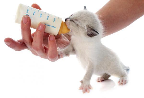 leche maternizada para gatos bebes 3 recetas caseras 23156 1 600