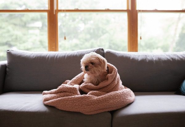 Qué pasa si tu perro empieza a temblar 2 Perro temblando bajo manta en sofá