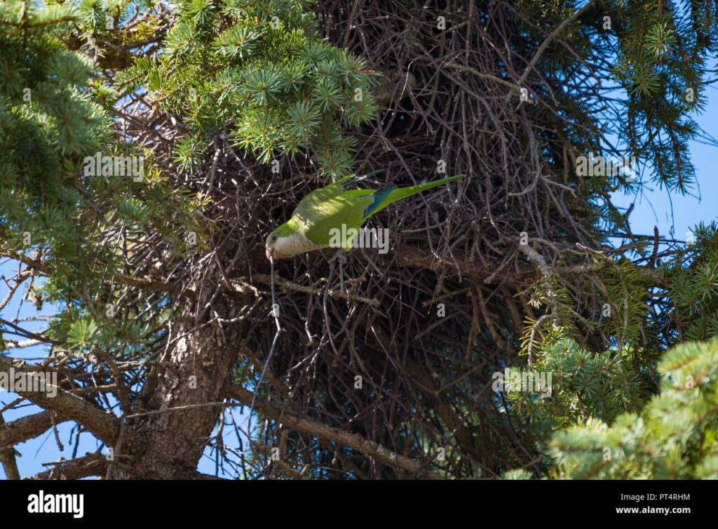 Dónde hacen su nido los loros: Hábitats y costumbres 1 loro verde construyendo un nido en el arbol i pt4rhm