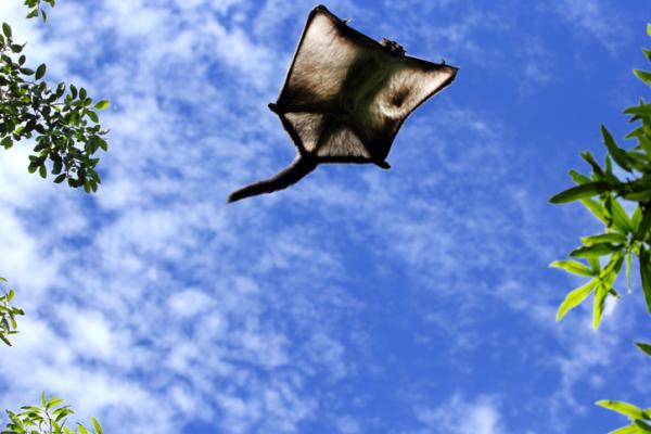Animales planeadores en plena acción