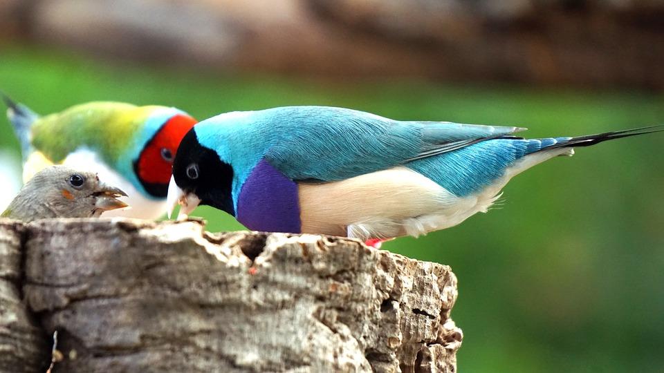 Muda Francesa: Causas y Efectos en las Aves 1 los pajaros tropicales mas pequenos 4606 orig