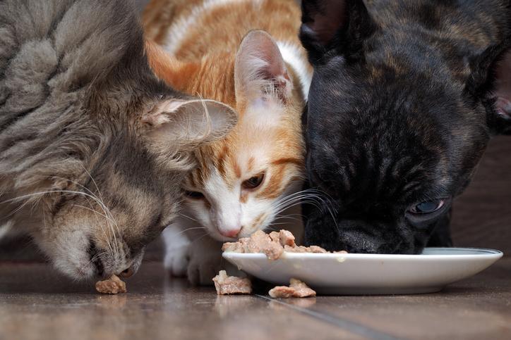 Perros y gatos comiendo alimentos para mascotas