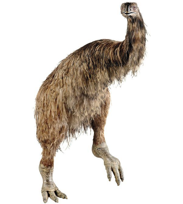 Moa gigante: Descubre su impresionante tamaño 1 main qimg 03efcec1ed3c15b092f284e161116d20 lq