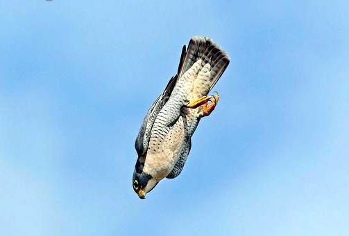 Ave peregrina en pleno vuelo veloz
