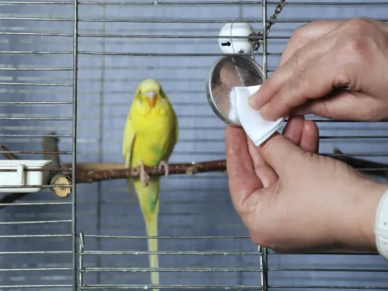 Cómo desinfectar la jaula de tus pájaros correctamente 1 mantenimiento jaula aves.jpg