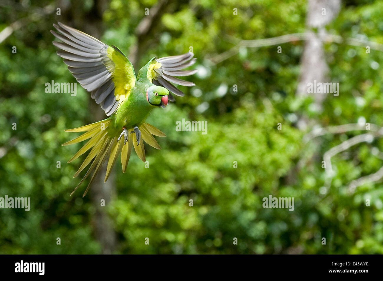 Pericos verdes volando en un bosque