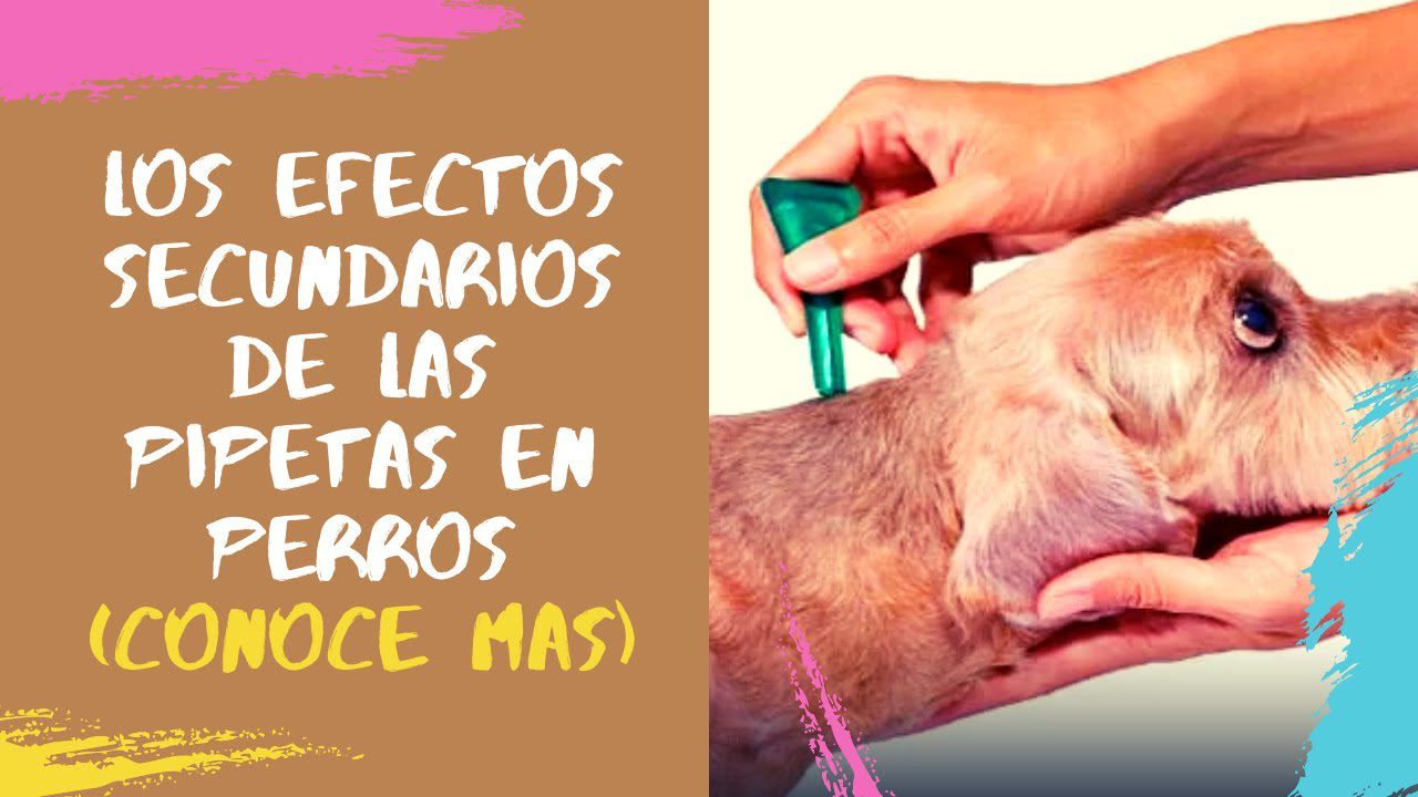 Qué hacer después de ponerle la pipeta a mi perro 3 Perro con reacción adversa a pipeta veterinaria