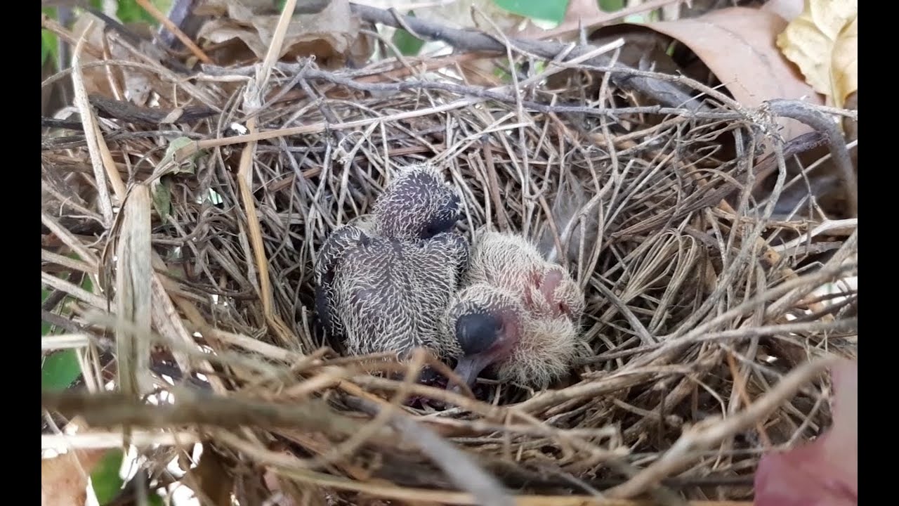 Pichones de torcaza abandonando el nido