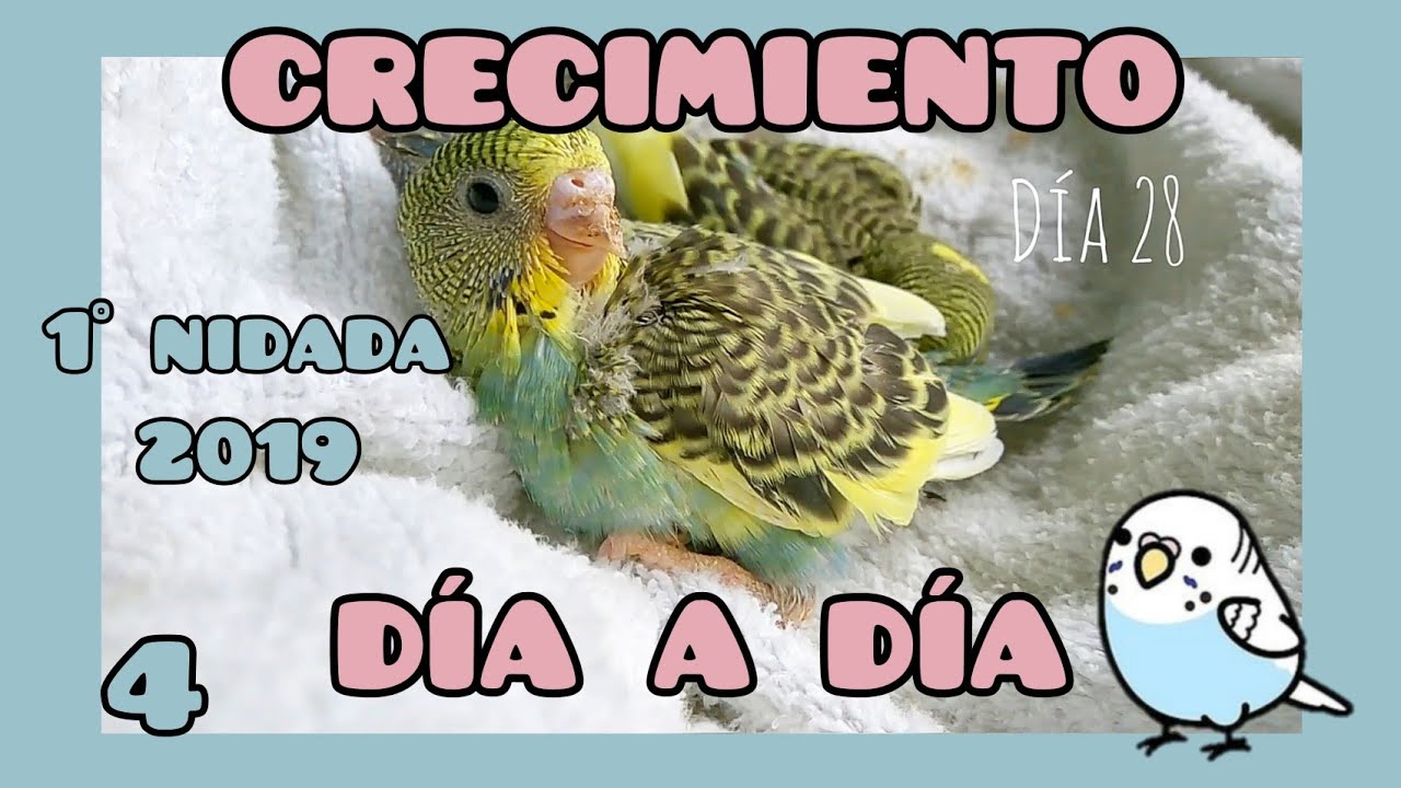 Periquitos australianos en diferentes etapas de crecimiento