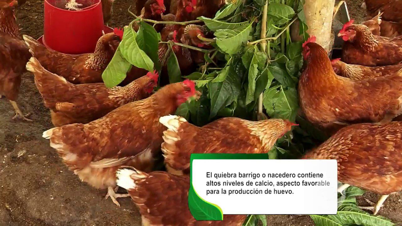 Gallinas comiendo una variedad de alimentos frescos