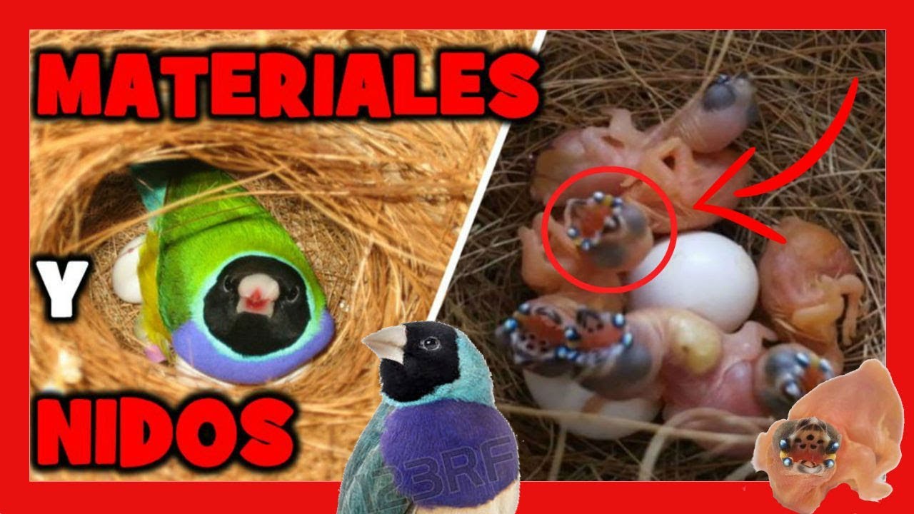 Cuándo es la epoca de cría de los diamantes de Gould 2 Diamantes de Gould apareándose y anidando juntos