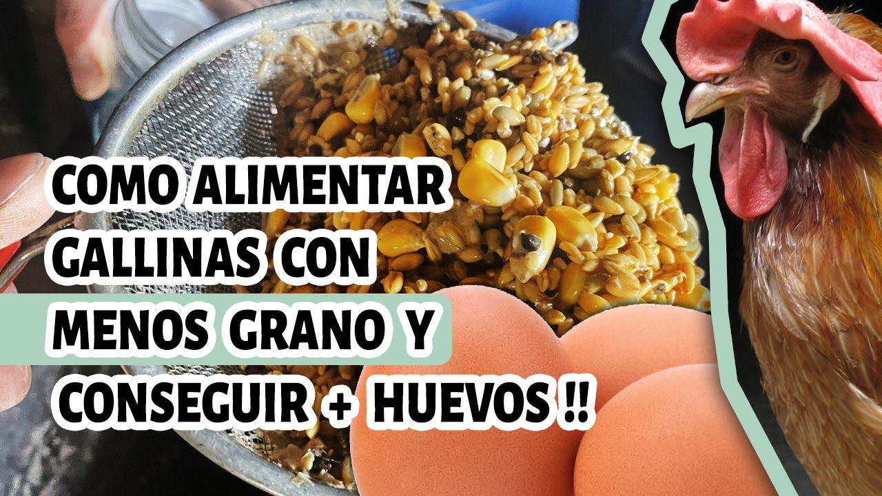 Gallina ponedora comiendo una dieta balanceada