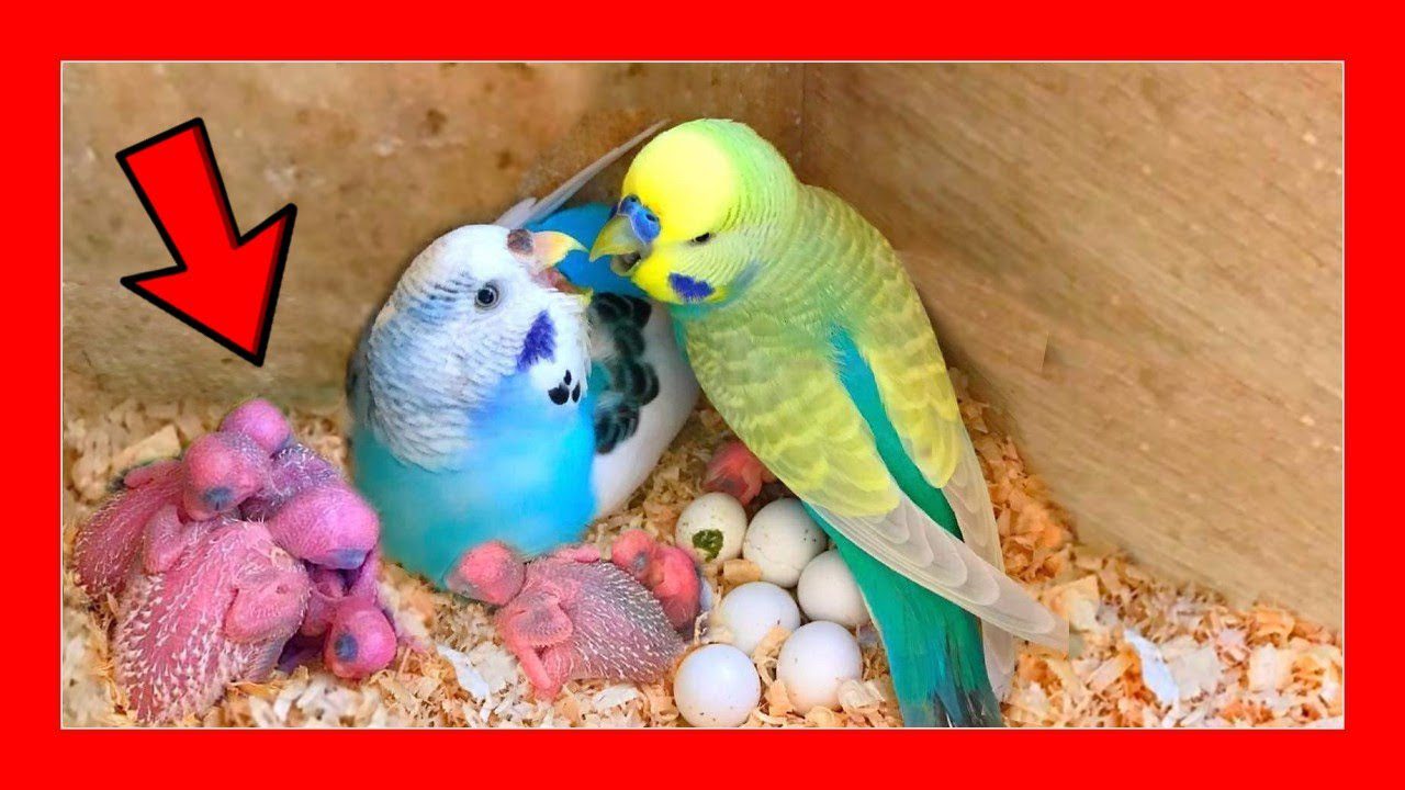Pericos australianos en proceso de reproducción