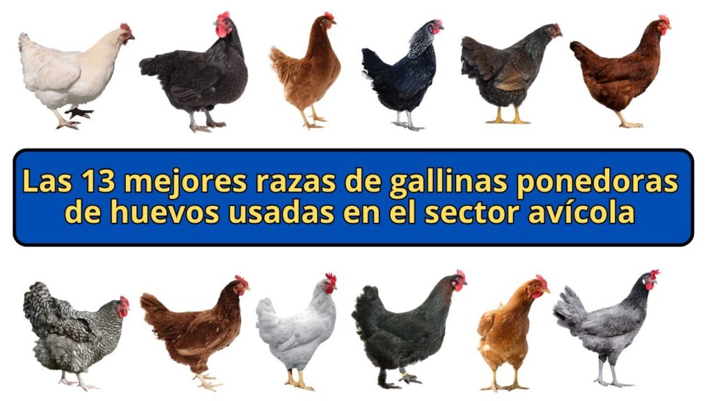 Cuánto produce una gallina ponedora 1 maxresdefault 24