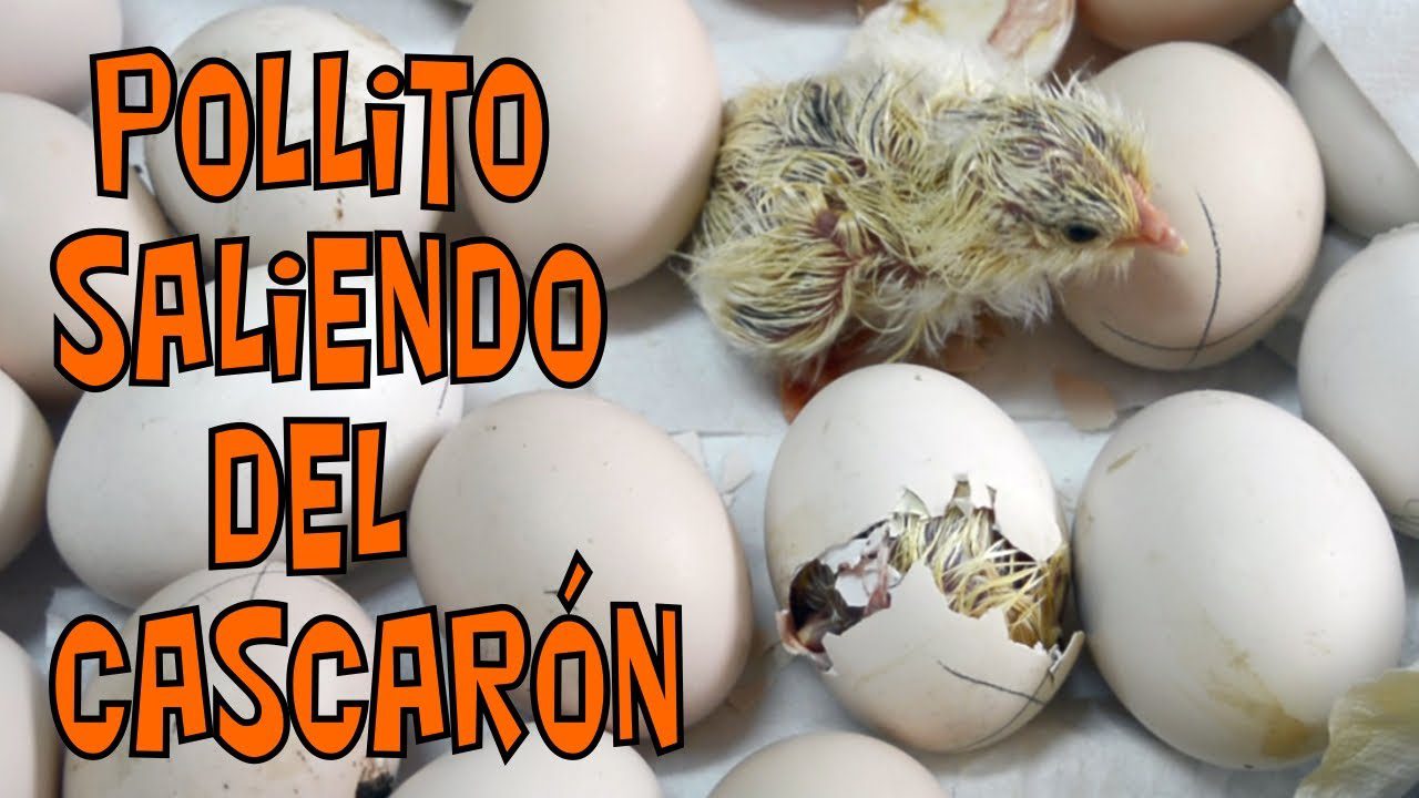 Pollito rompiendo el cascarón para nacer