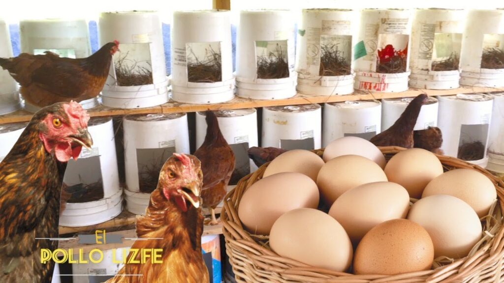 Cuándo sale una gallina ponedora: Guía de crianza 1 maxresdefault 28