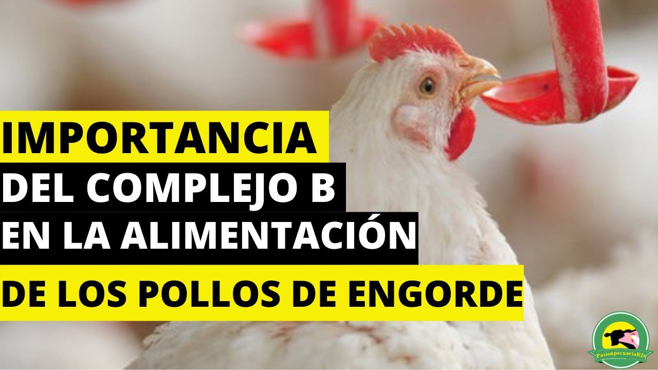 Pollitos alimentándose con vitaminas del complejo B