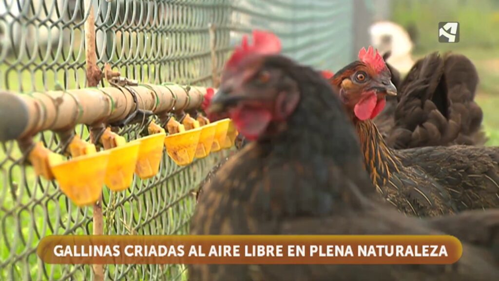 Cuántas gallinas hay que tener para que sea rentable 1 maxresdefault 30