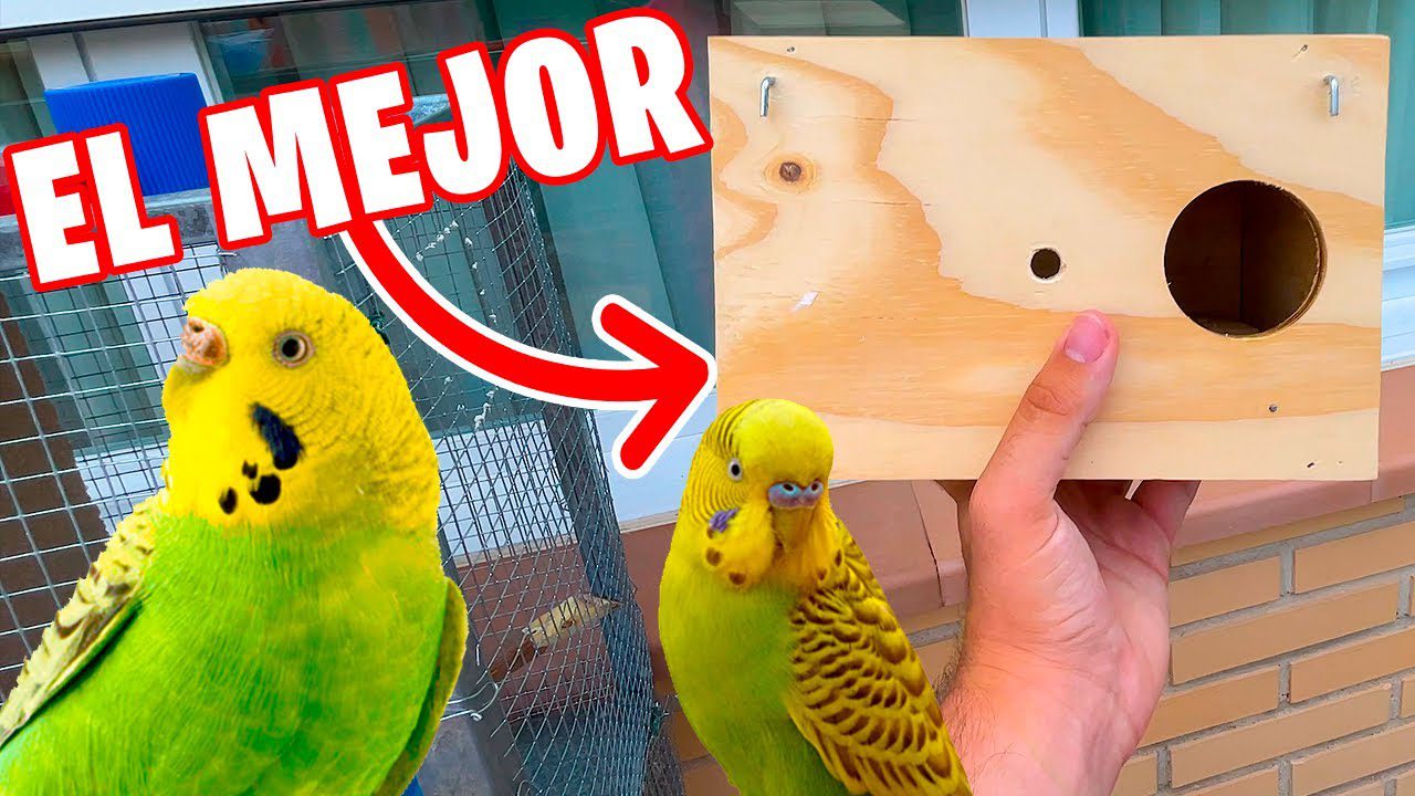 Que hay que poner en el nido de los periquitos